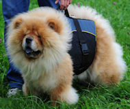 Chow Chow Nylon Dog Harness for Tracking with Extra Handle